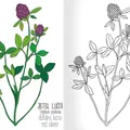 Weiteres Produktbild A5 Malvorlage - Herbarium II.