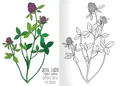 A5 Malvorlage - Herbarium II.
