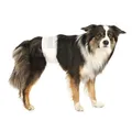 Weiteres Produktbild Papierwindeln für Hunde (12 Stück/Packung) S-M: Taille: 30–46 cm