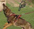 Weiteres Produktbild Geschirr Becky L: Halsumfang 55 cm