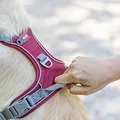 Weiteres Produktbild PREMIUM ACTIVE Geschirr, Sangria S: 35-50 cm / 15 mm