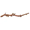 Natürliche Terrariendekoration, Weinzweig M 30-40cm