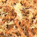 Torfmoos, tropisches Terrariensubstrat 100 g
