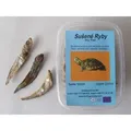 Weiteres Produktbild FISCH, getrocknet in einer 200-ml-Box
