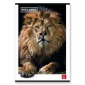 Weiteres Produktbild Schulheft Pigna Animal A4, liniert, 40 Blatt, Motivmix