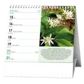 Weiteres Produktbild Tischkalender - IDEÁL - Heilpflanzen