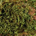 Weiteres Produktbild Terrarienmoos, Substrat für Terrarienfeuchtigkeit 200 g