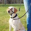 Weiteres Produktbild TOP TRAINER Trainingshalfter S 22cm TRIXIE
