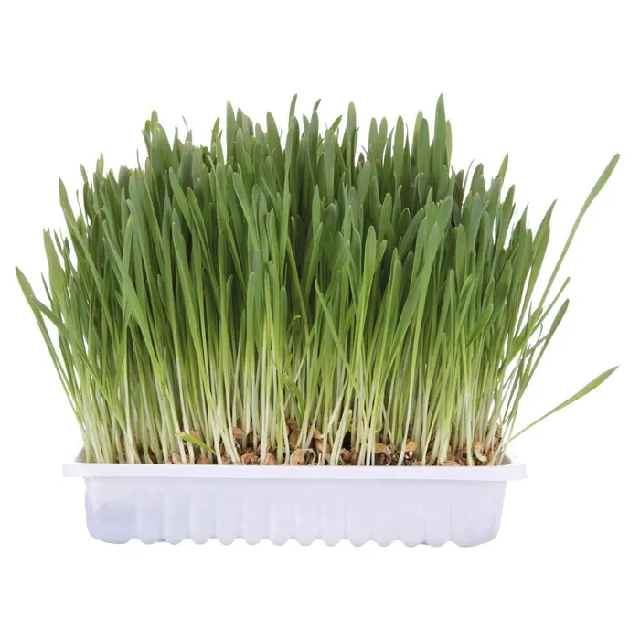 Hauptproduktbild Tráva pro kočku v sáčku 100g TRIXIE