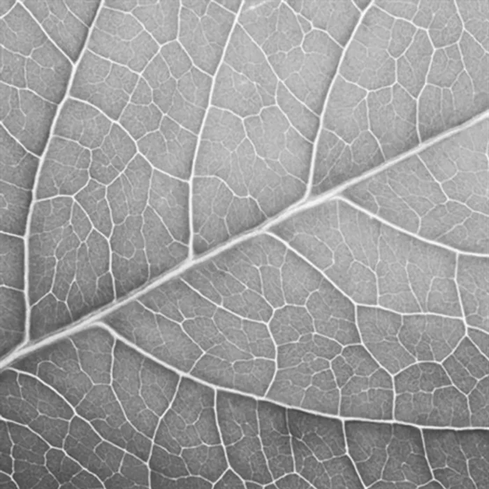 Hauptproduktbild Ubrousky PAW L 33x33cm Leaf Close Up