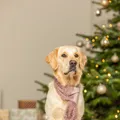 Weiteres Produktbild Vánoční hebká šála, plyš, starorůžová50 cm
