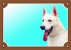 Papírenské zboží - Farbschild Achtung Hund, Kanadisch-Amerikanischer Schäferhund
