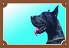 Papírenské zboží - Farbschild Achtung Hund, Doga schwarz