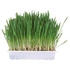 Papírenské zboží - Gras für Nagetiere in einer Schüssel 100 g TRIXIE