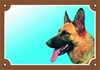 Papírenské zboží - Farbschild Achtung Hund, Profil Deutscher Schäferhund