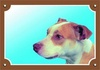 Papírenské zboží - Farbschild Achtung Hund, Pitbull Terrier