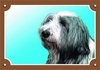Papírenské zboží - Farbschild Achtung Hund, Bearded Collie