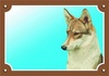 Papírenské zboží - Farbschild Vorsicht vor dem Hund, Westsibirische Laika