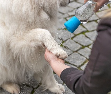 Papírenské zboží - Mobilní sprcha pro psy, 5 x 5.5 cm, modrá