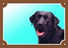 Papírenské zboží - Farbschild Achtung Hund, schwarzer Labrador